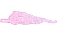 Wave Rounded Straight Swirls with Bar End (Cloud / Wind Gusts), 68547 Satin Trans-Dark Pink N